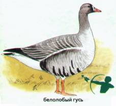 загружено 8
