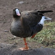 загружено 9