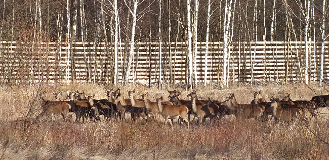 олени благородные